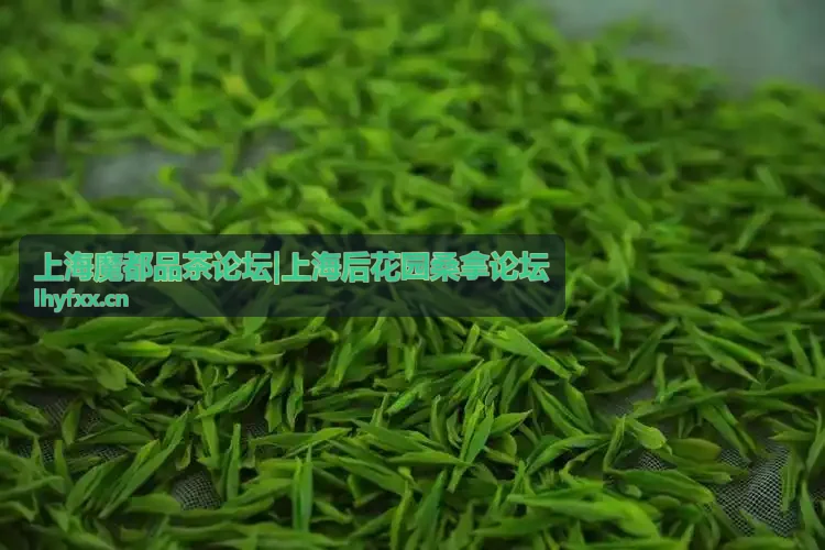 上海后花园桑拿论坛分类指南封面